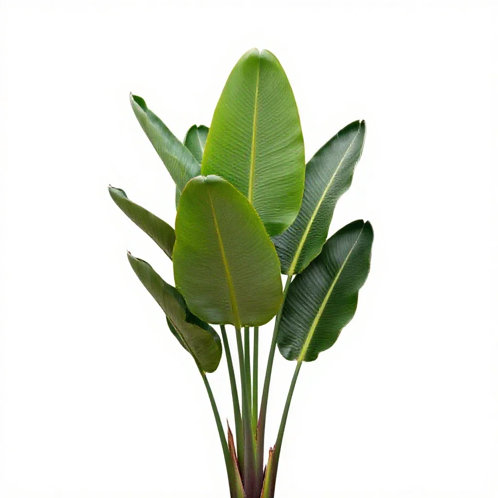 Bird of paradise plant isolated on a white background