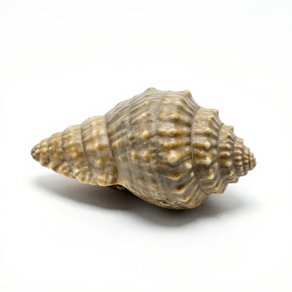 Fossil trilobite isolated on a white background