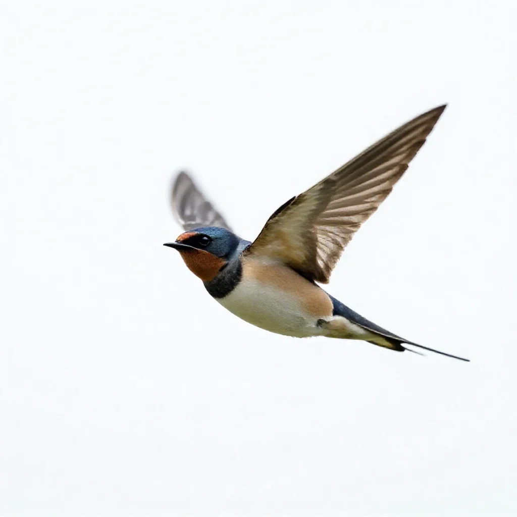 Barn swallow in flight isolated on a white background