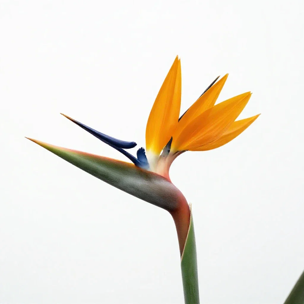 Bird of paradise flower isolated on a white background