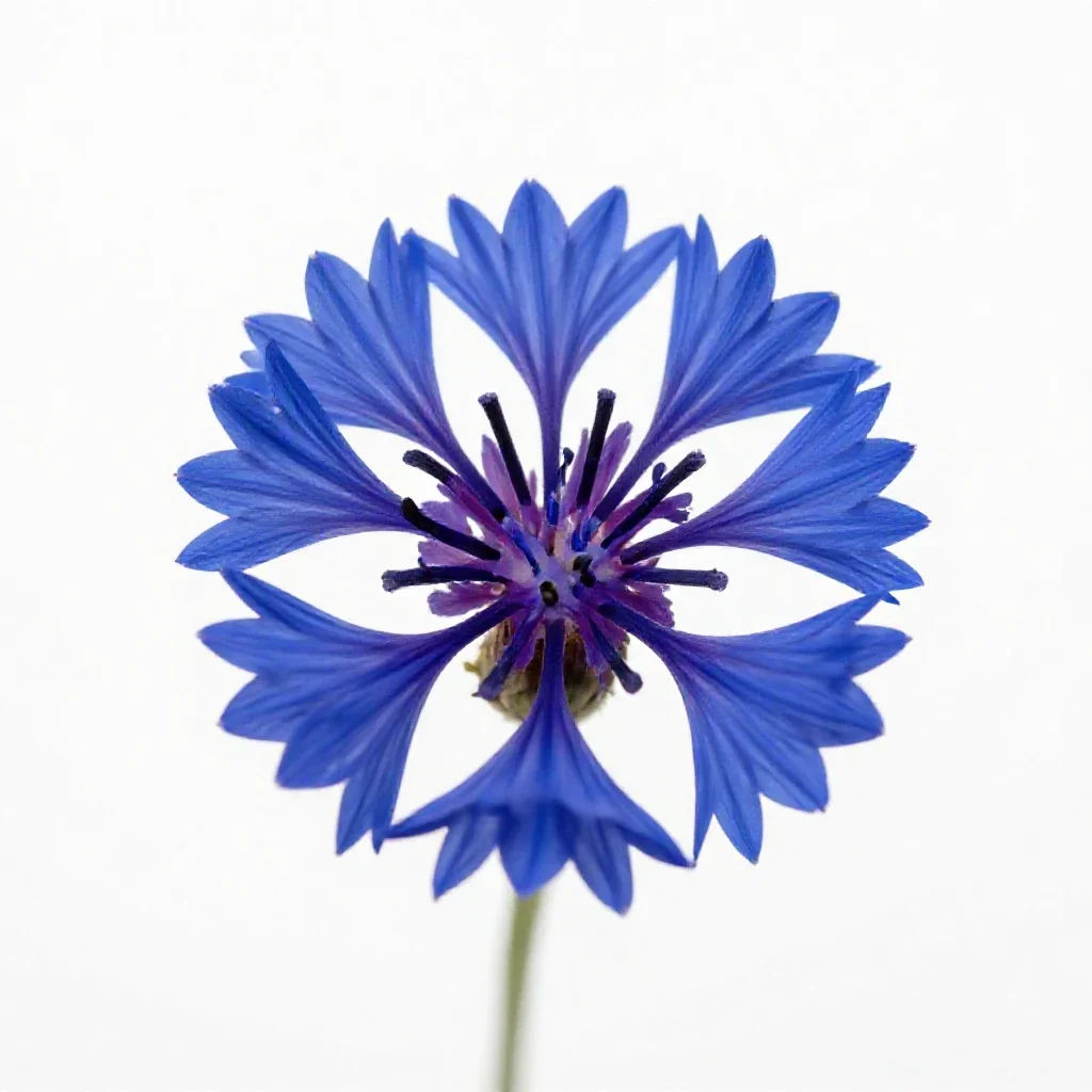 Cornflower isolated on a white background
