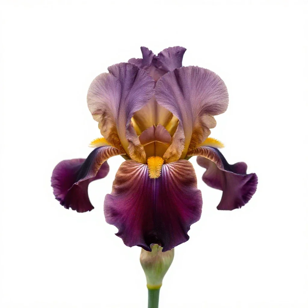 Iris isolated on a white background