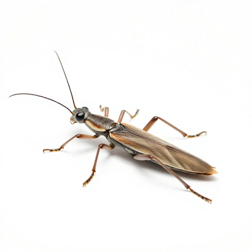 Stick insect isolated on a white background