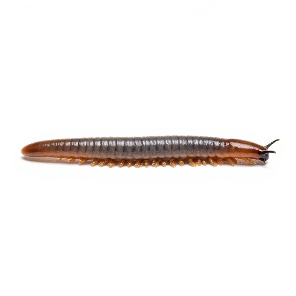 Earthworm in soil isolated on a white background