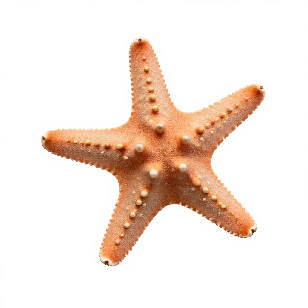 Brittle star isolated on a white background