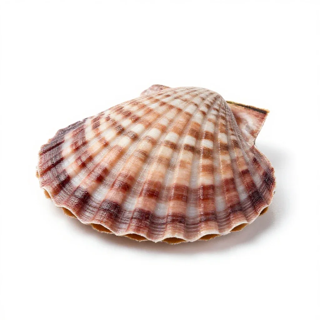 Bay scallop isolated on a white background