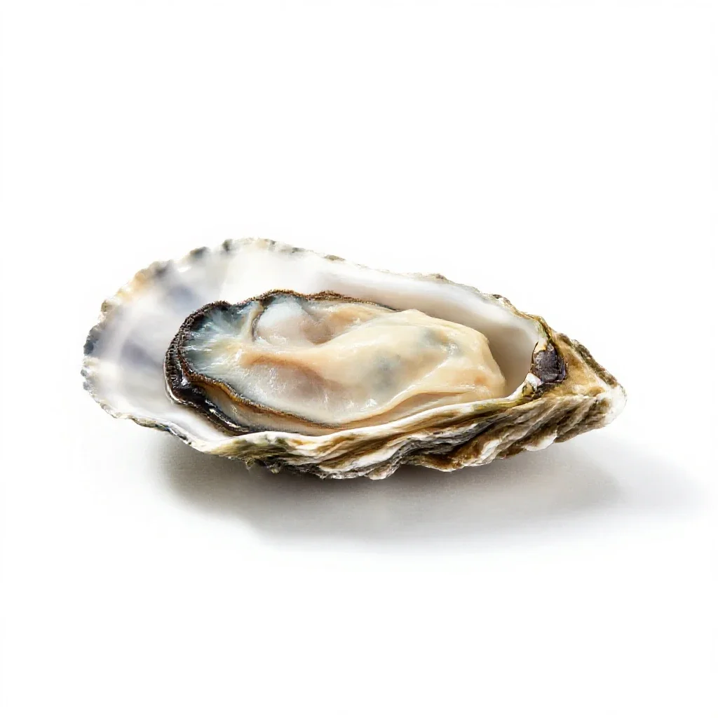 Bluepoint isolated on a white background
