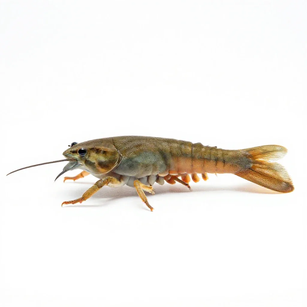 Branchiopod crustacean isolated on a white background