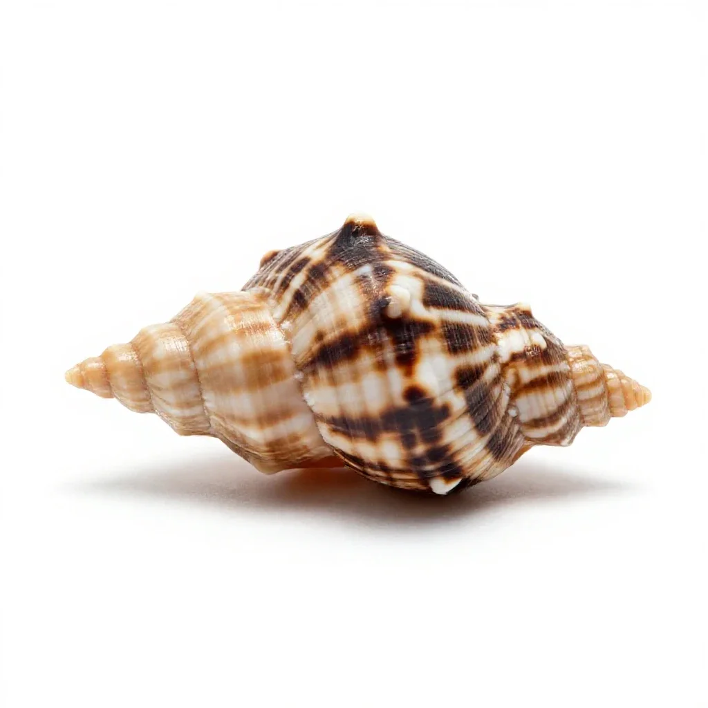 Bubble shell isolated on a white background