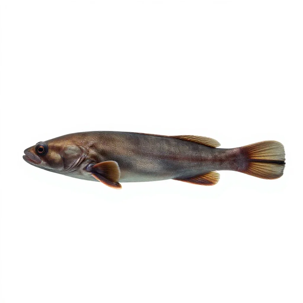 Chimaera isolated on a white background