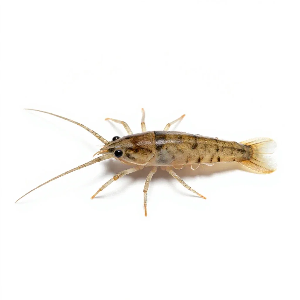 Copepod isolated on a white background