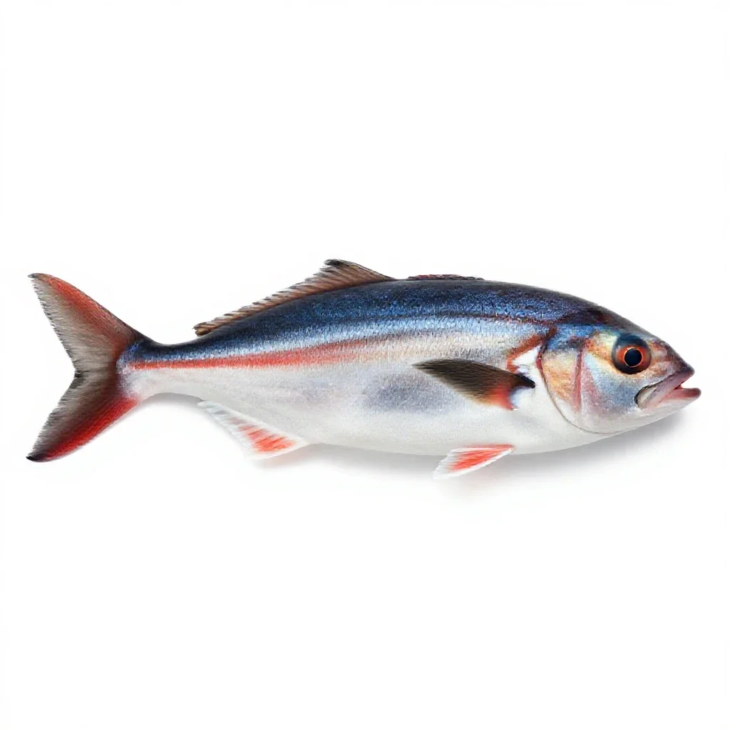 Flagfish isolated on a white background