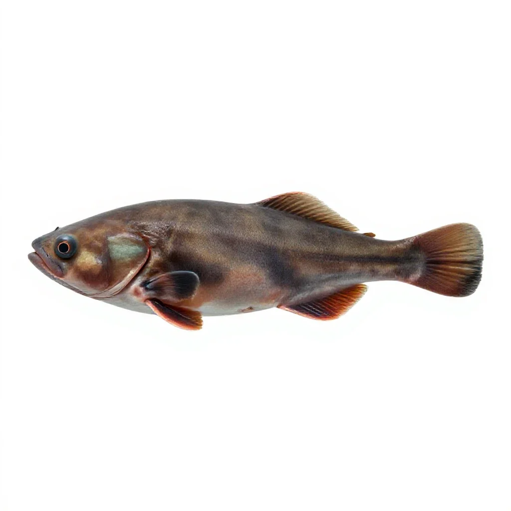 Holocephalan isolated on a white background
