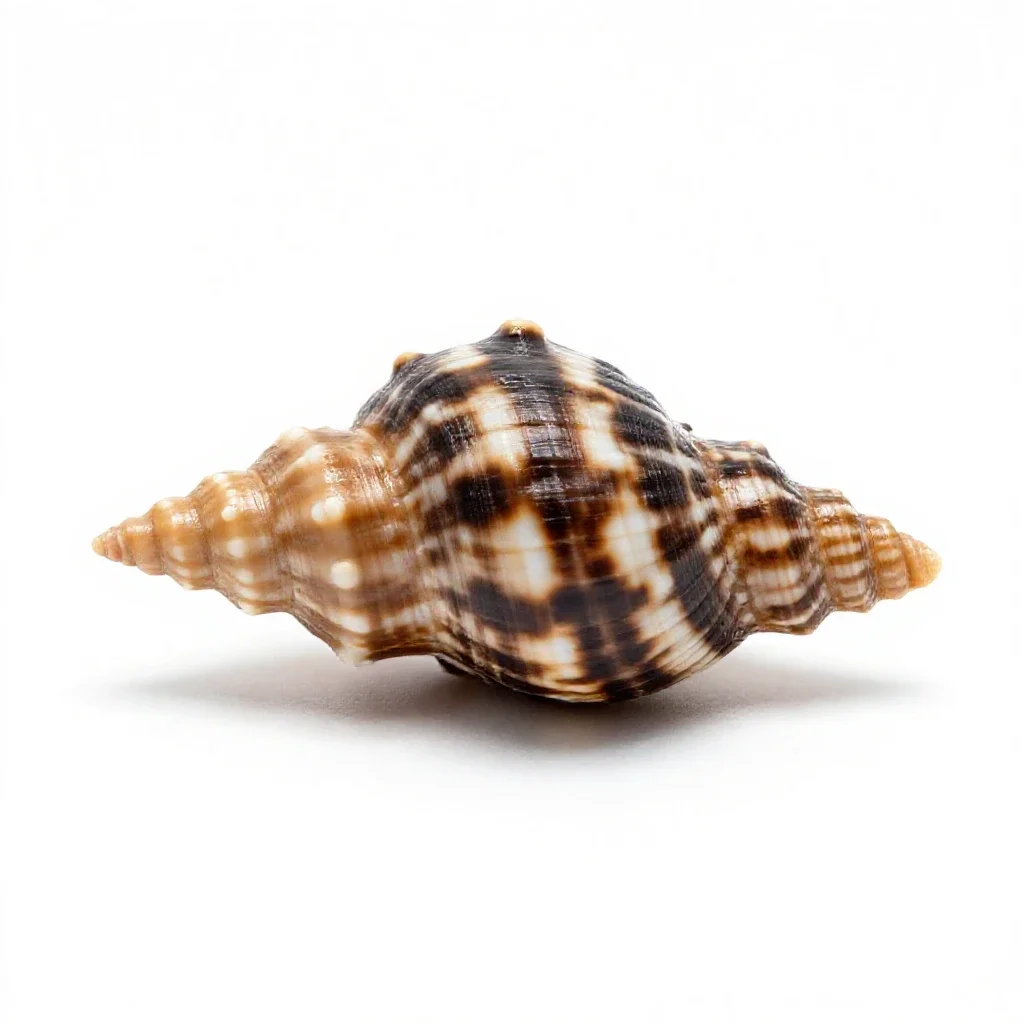 Keyhole limpet isolated on a white background