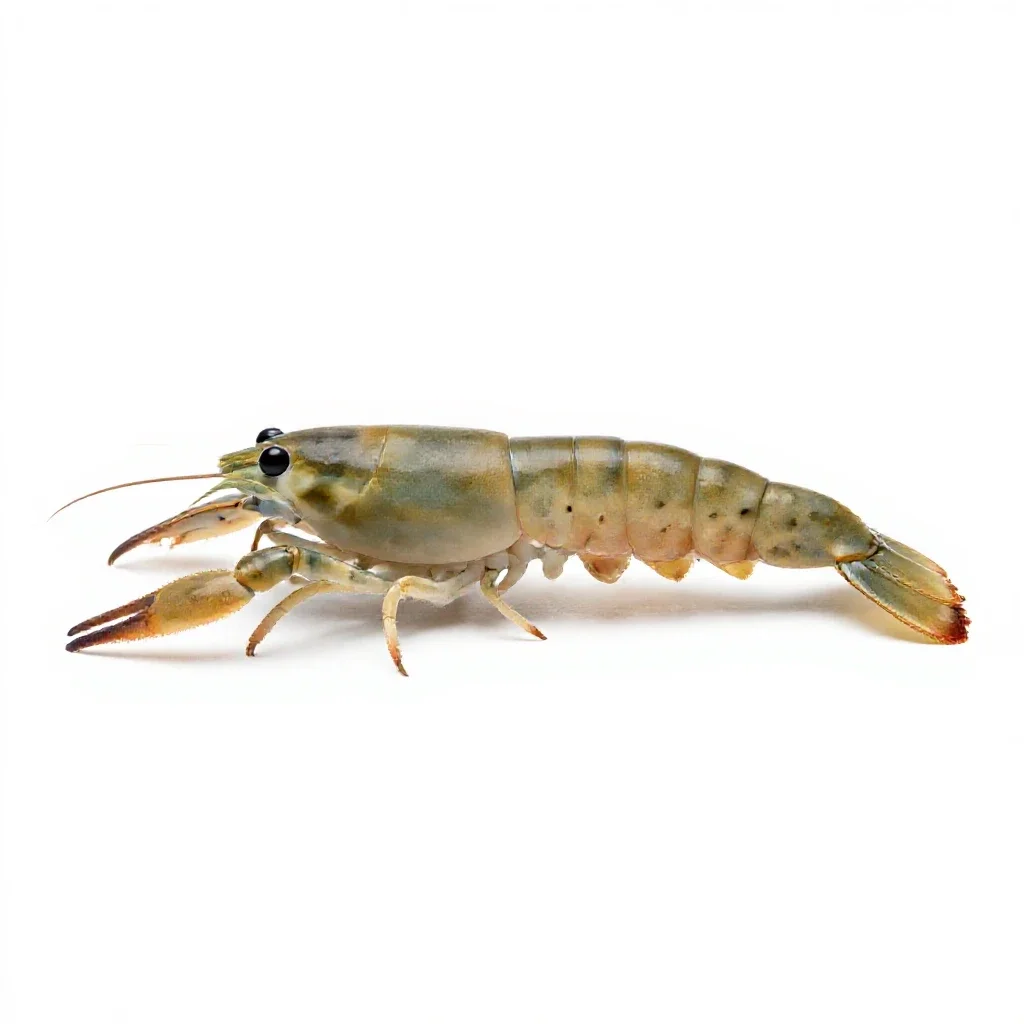 Krill isolated on a white background