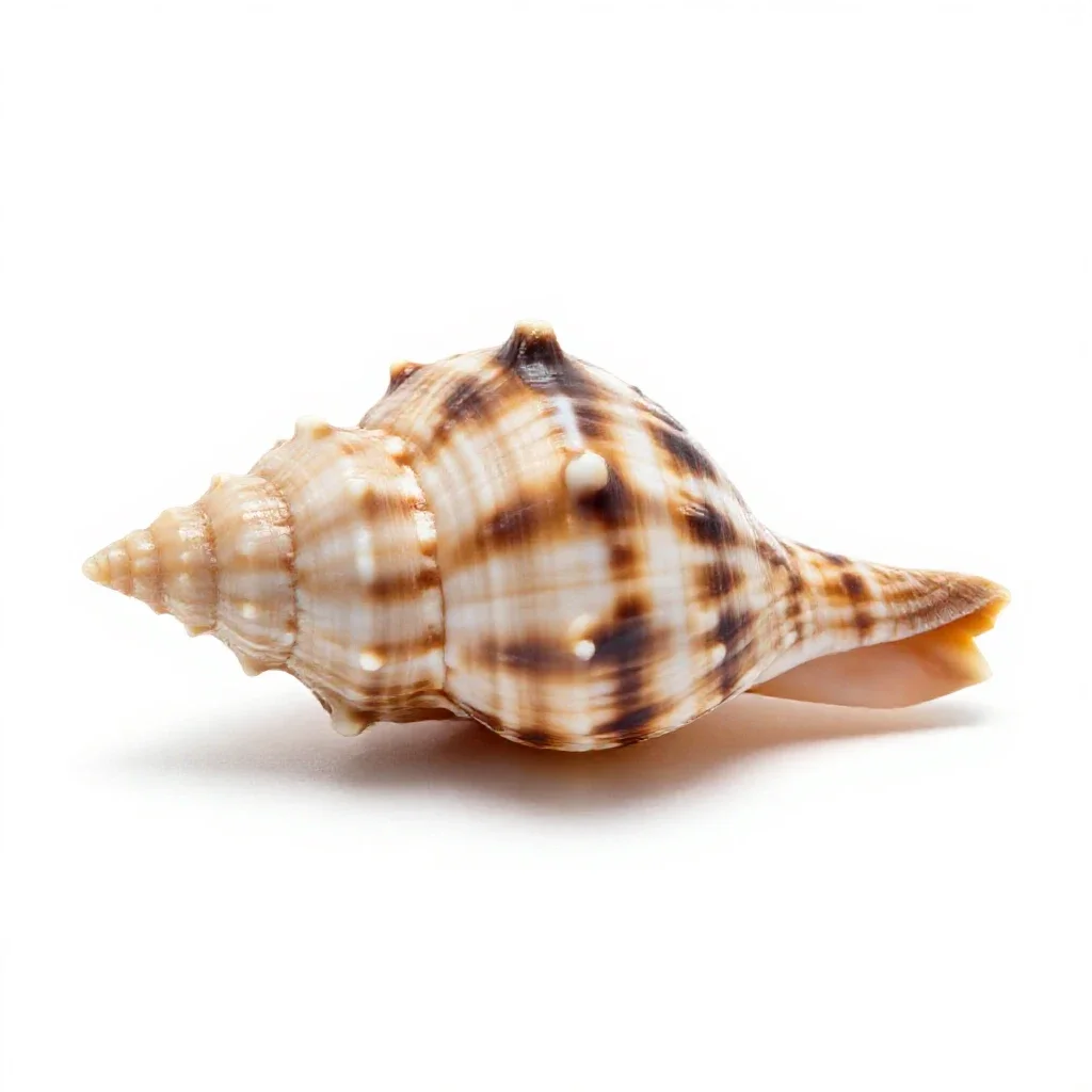 Moon shell isolated on a white background