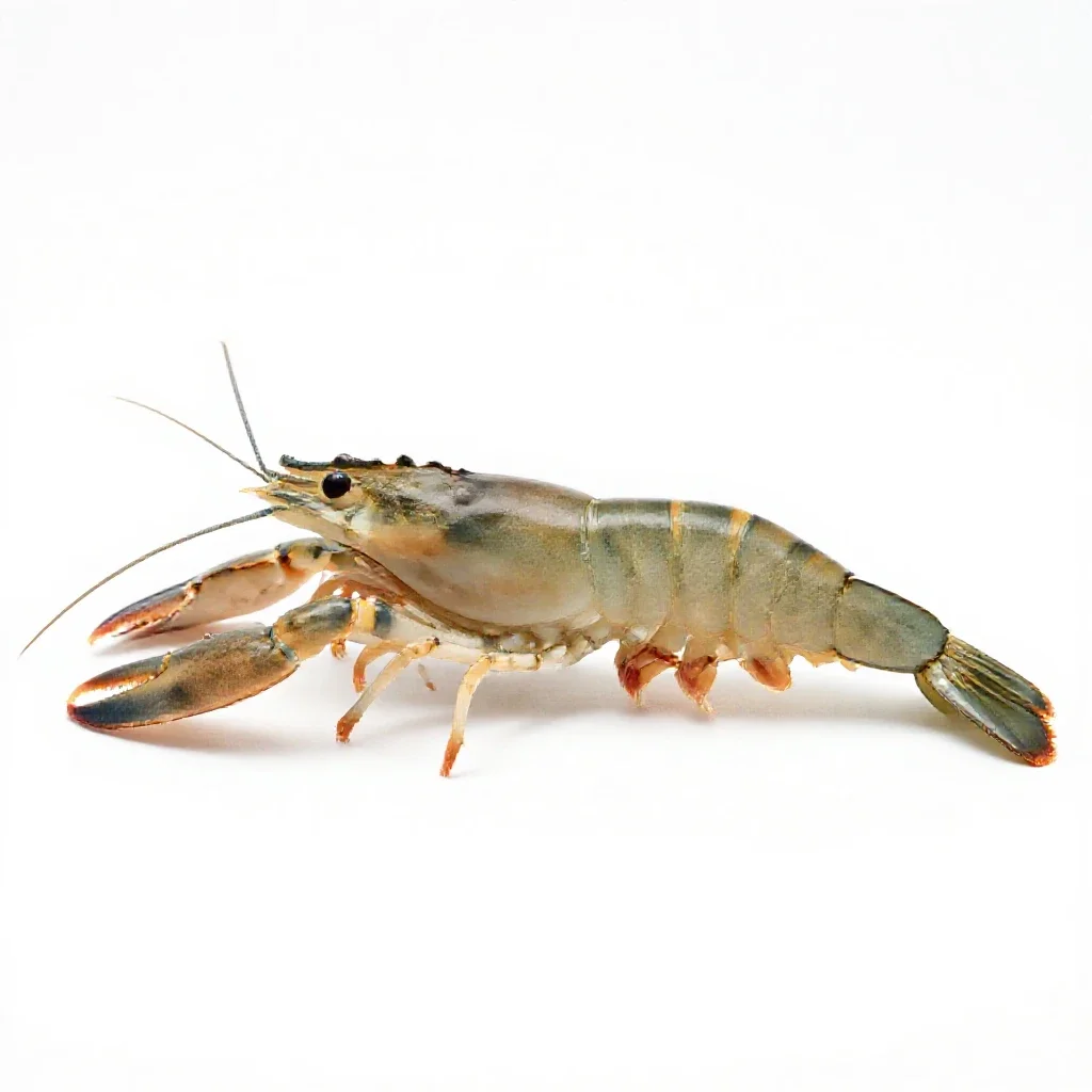 Prawn isolated on a white background