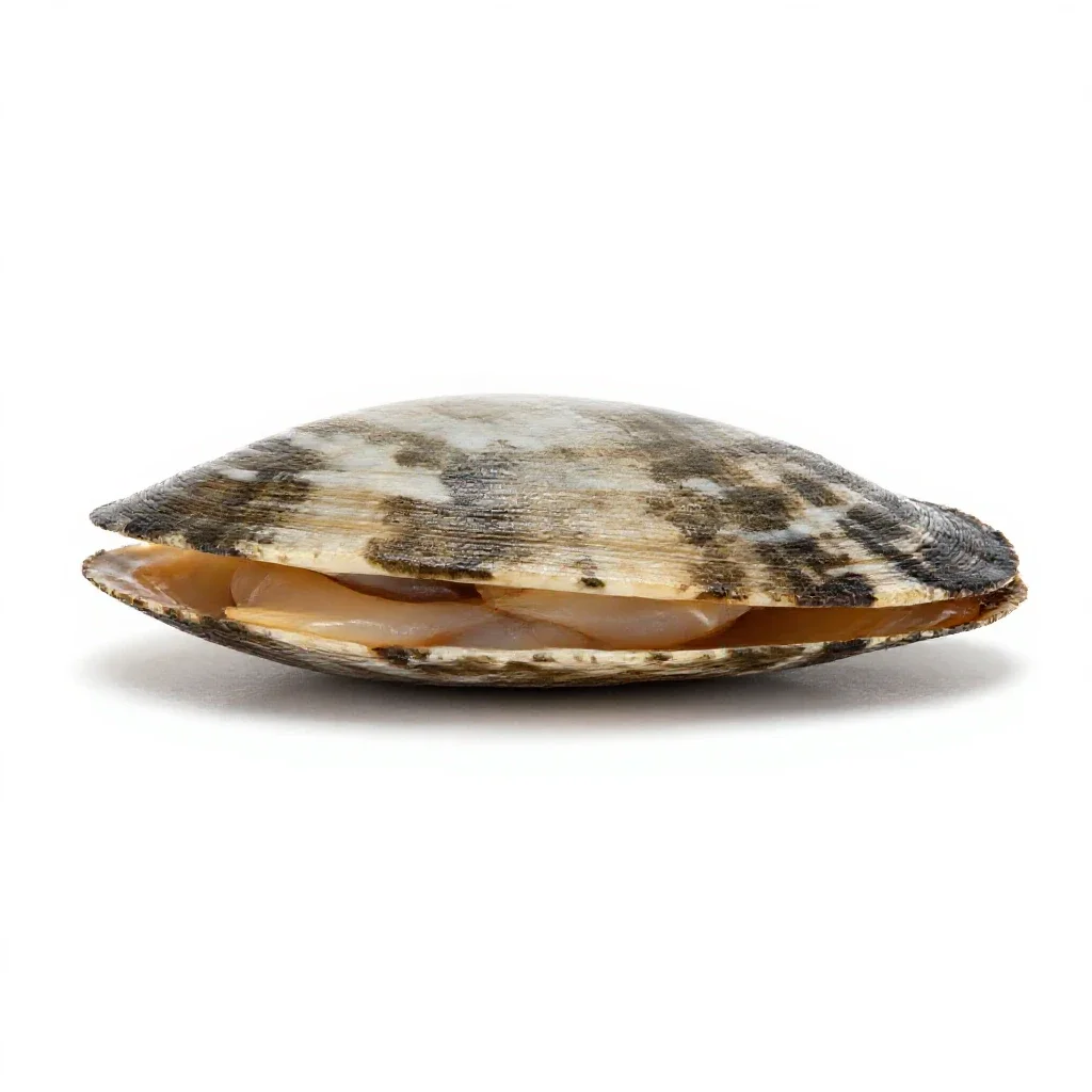 Quahog isolated on a white background