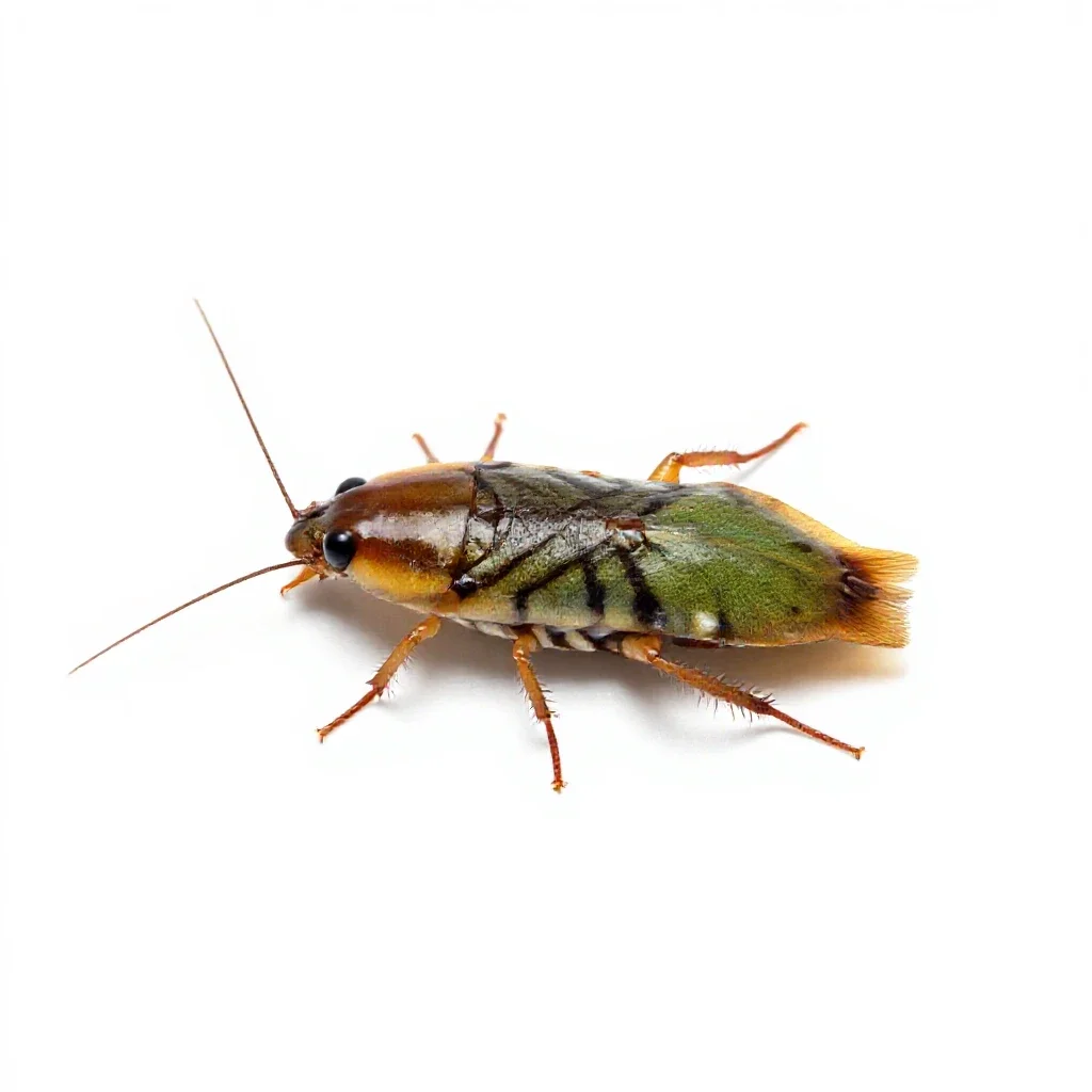 Roach isolated on a white background