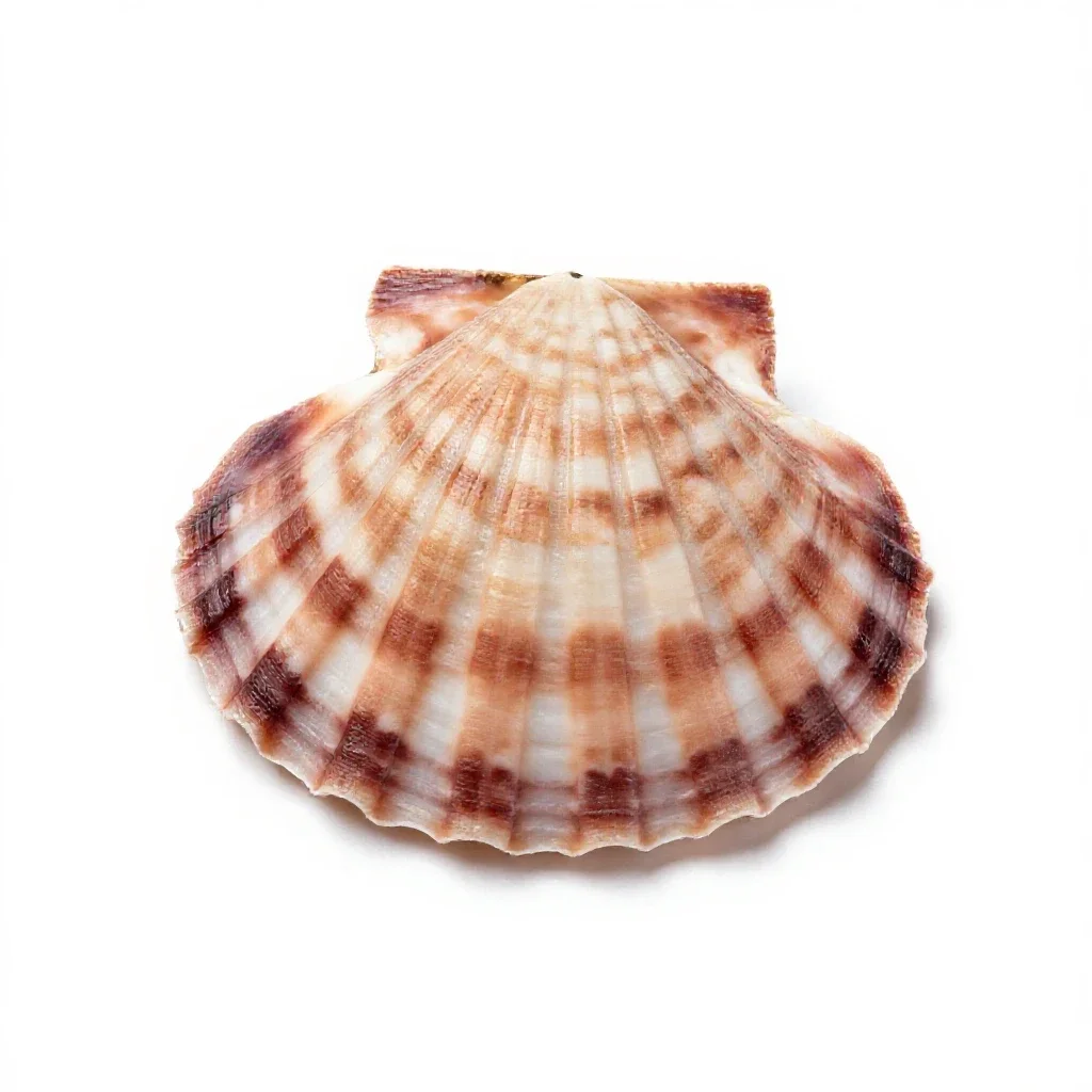 Scallop isolated on a white background