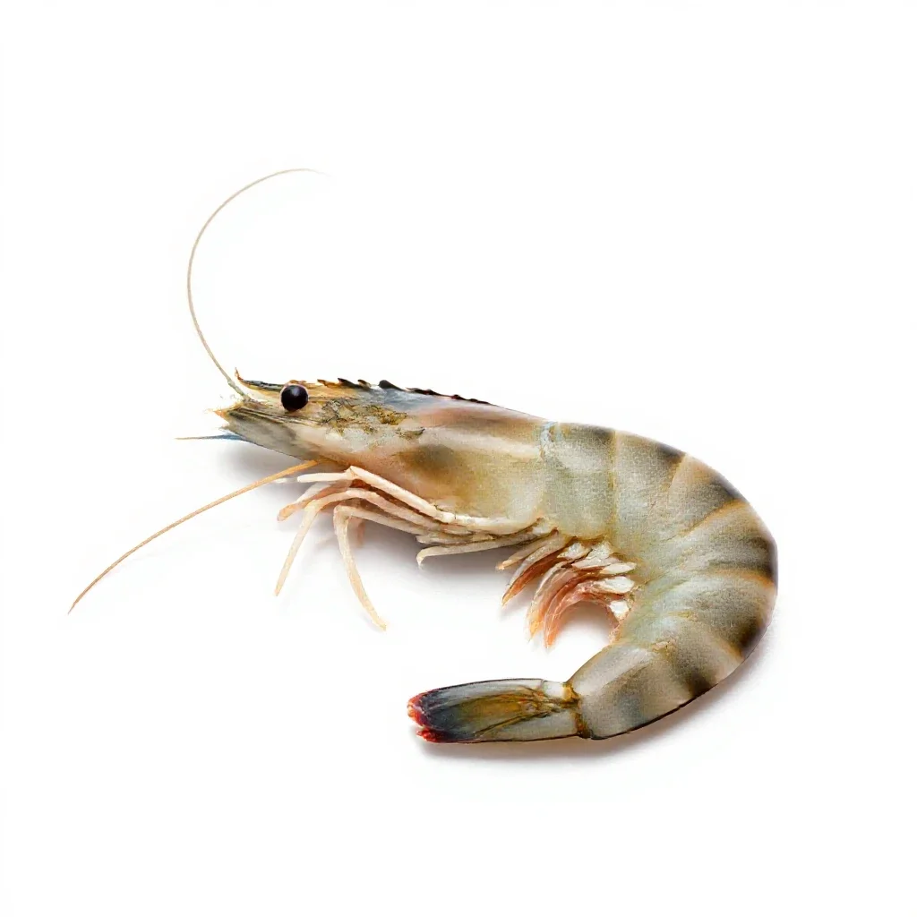 Shrimp isolated on a white background