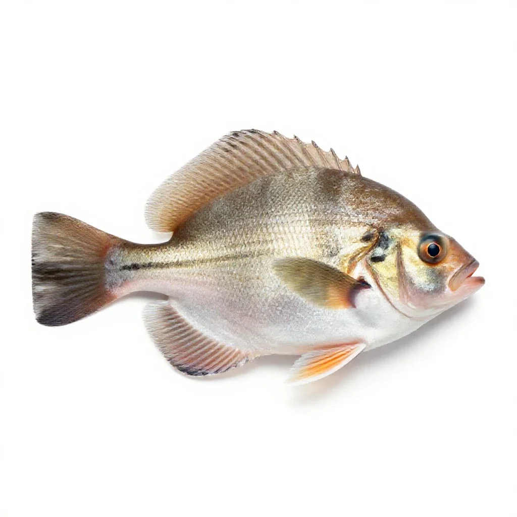 Soft-finned fish isolated on a white background
