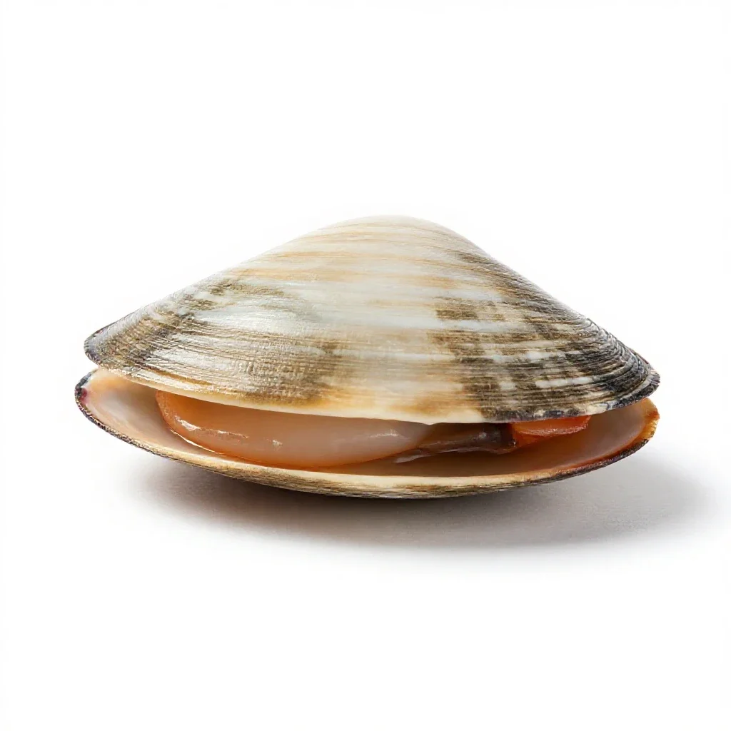 Soft-shell clam isolated on a white background