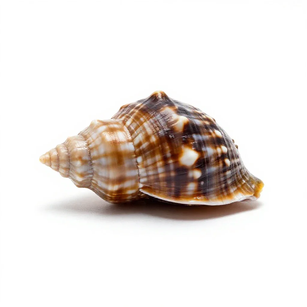 Whelk isolated on a white background