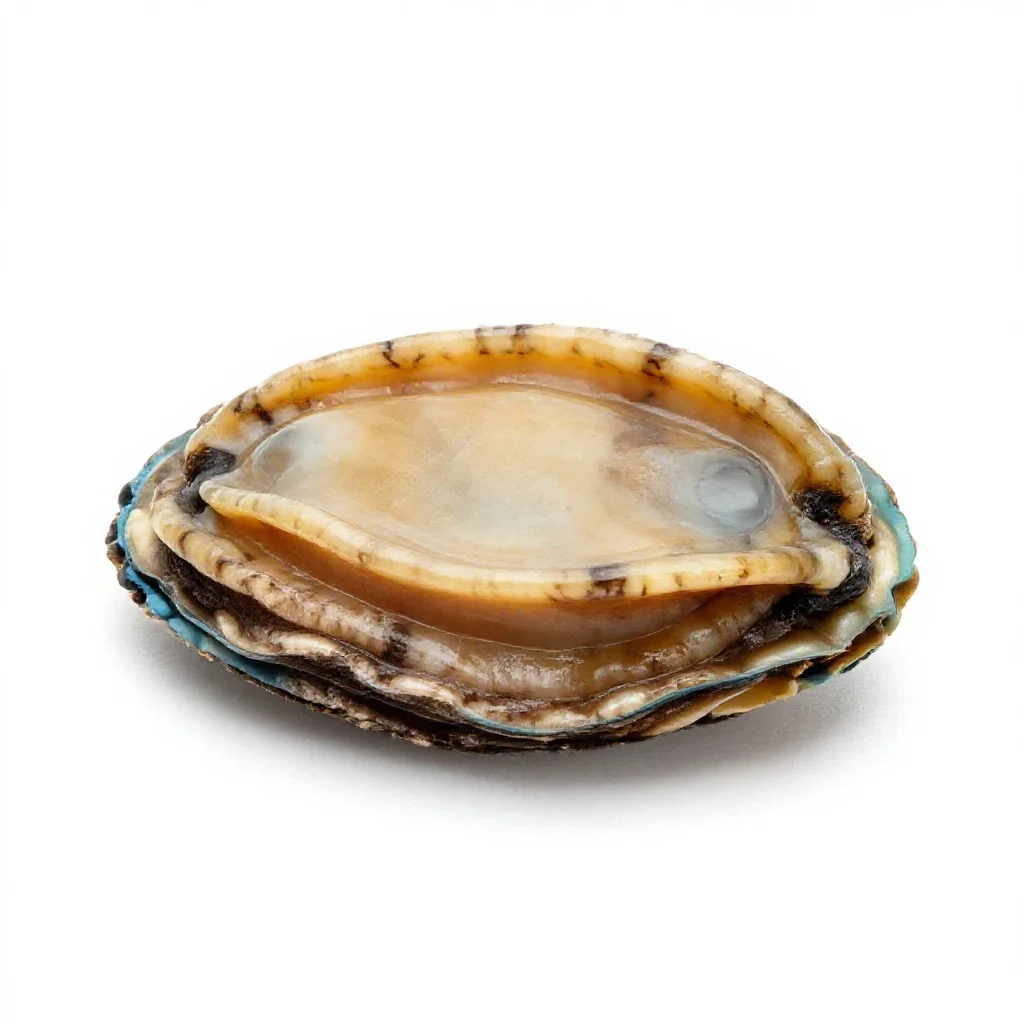 Abalone isolated on a white background