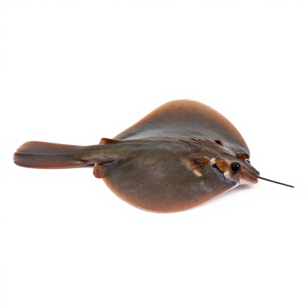 Electric ray isolated on a white background