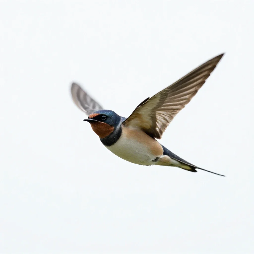 Barn swallow in flight isolated on a white background
