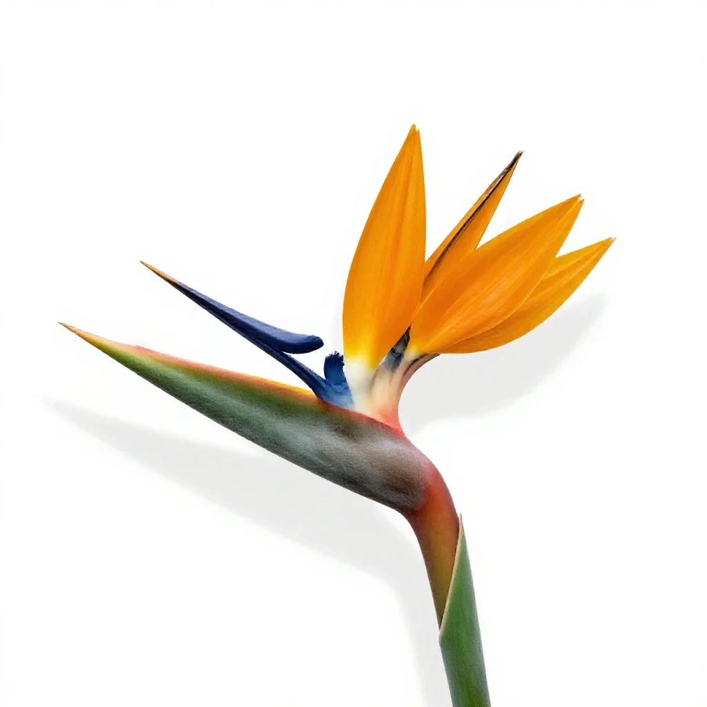Bird of paradise flower isolated on a white background