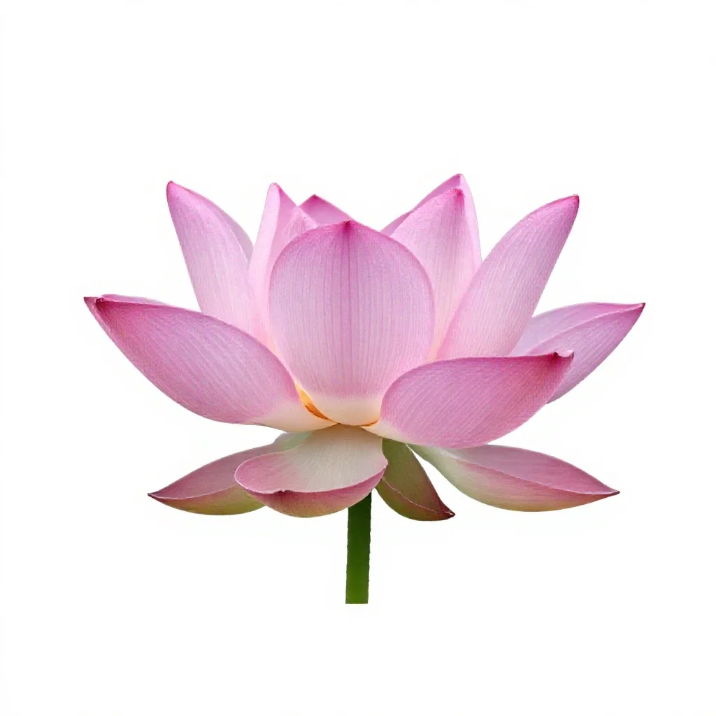 Lotus flower isolated on a white background