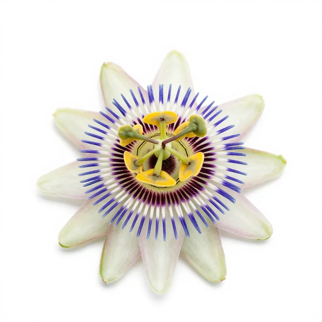 Passionflower isolated on a white background