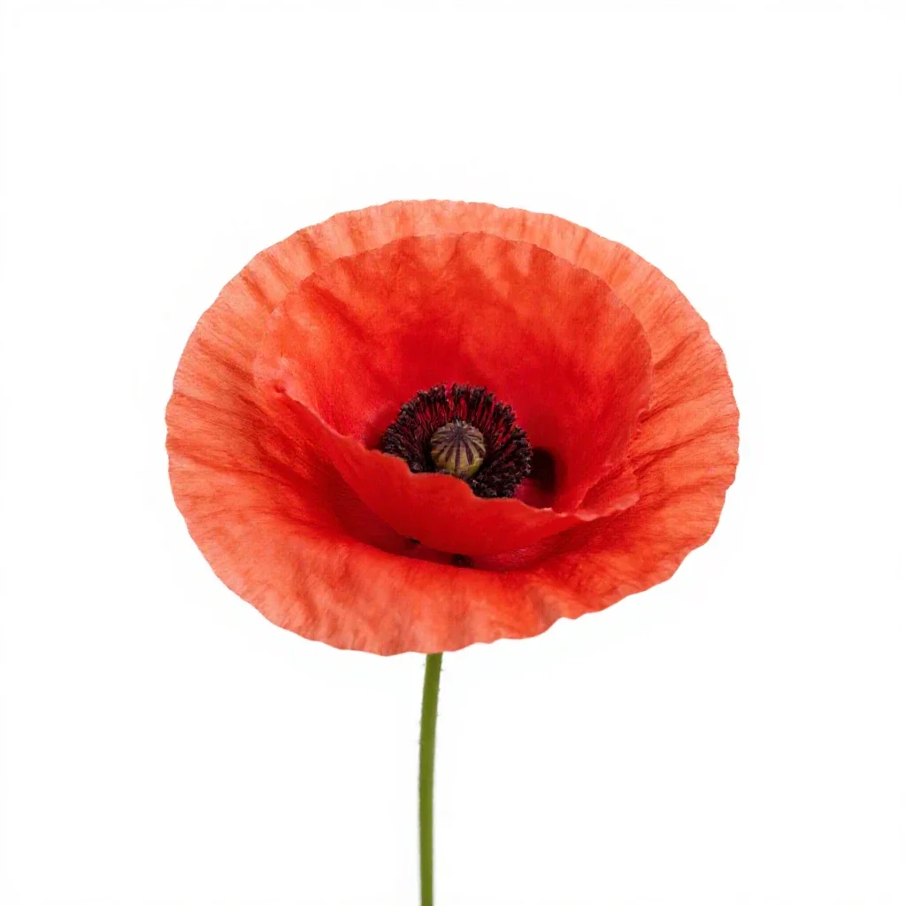 Poppy isolated on a white background