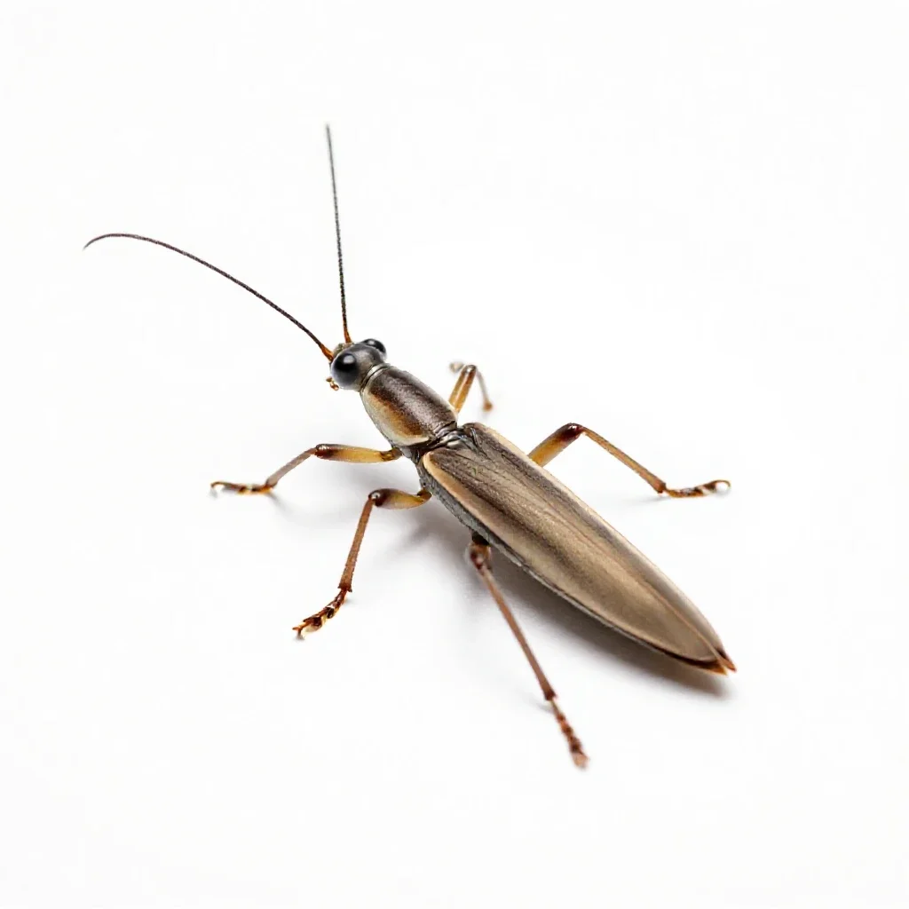 Stick insect isolated on a white background