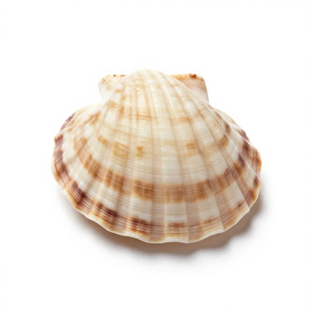 Scallop shell isolated on a white background