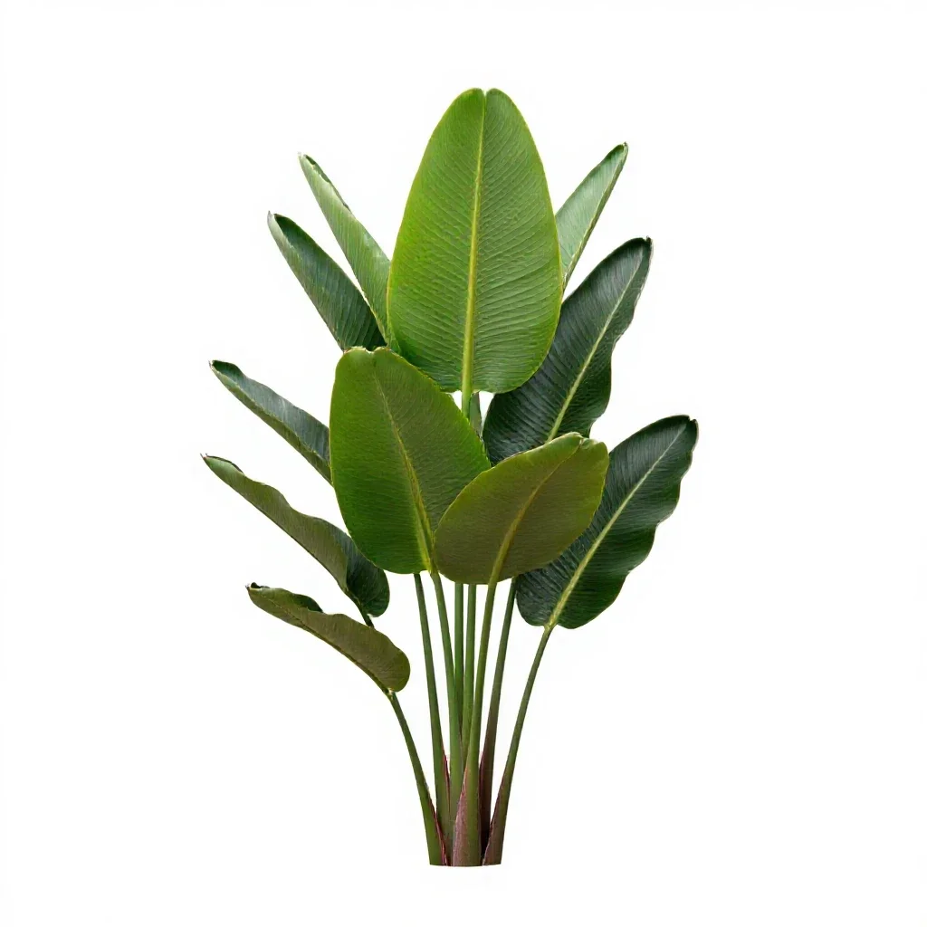 Bird of paradise plant isolated on a white background