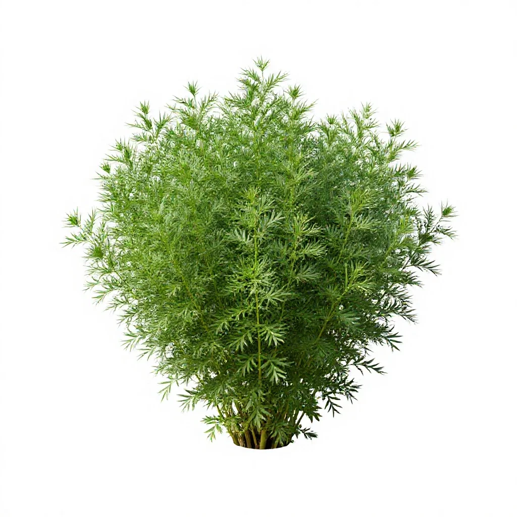 Flax bush isolated on a white background