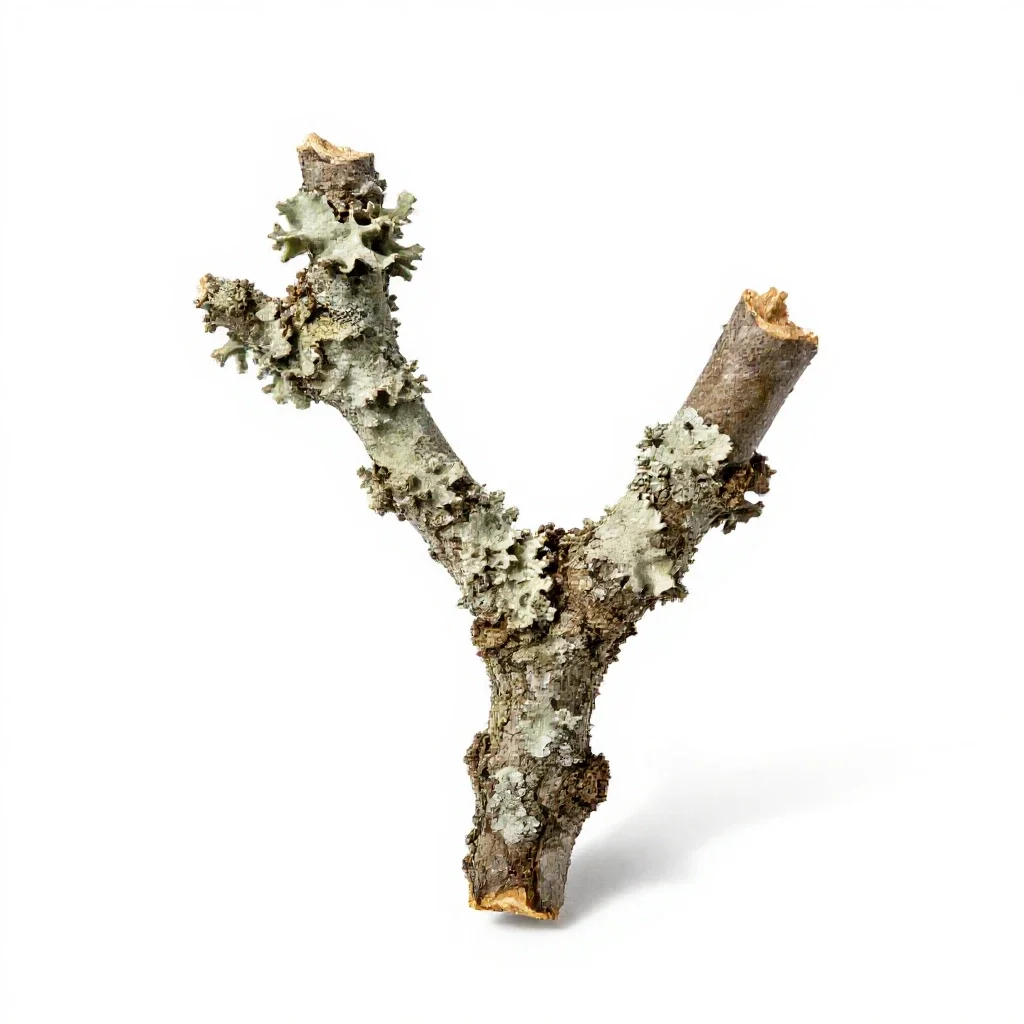 Lichen-covered twig isolated on a white background