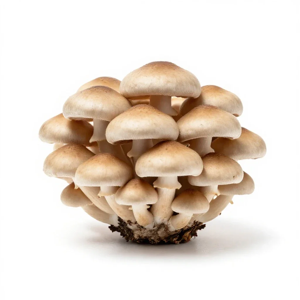 Mushroom cluster on bark isolated on a white background
