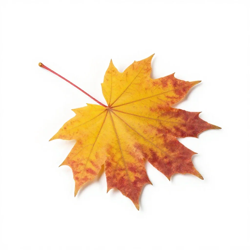 Autumn maple branch isolated on a white background