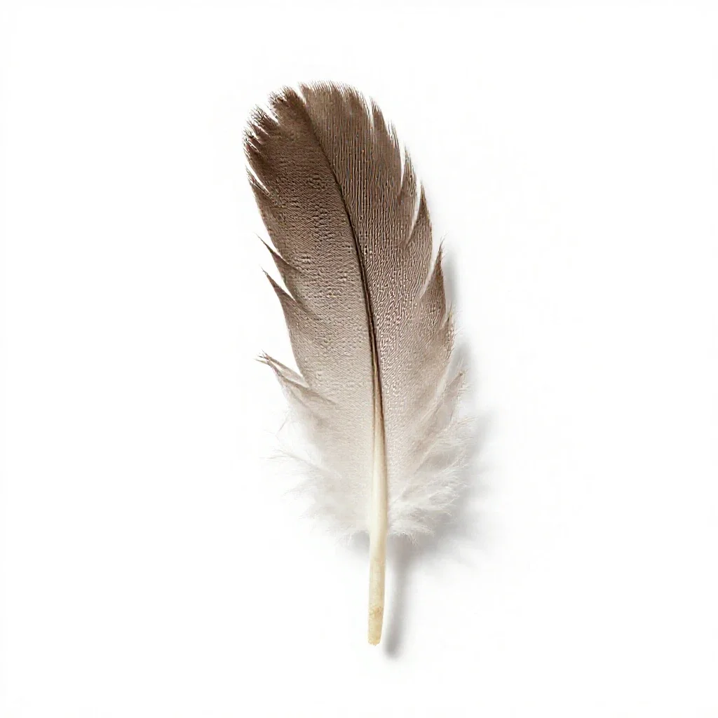 Contour feather isolated on a white background