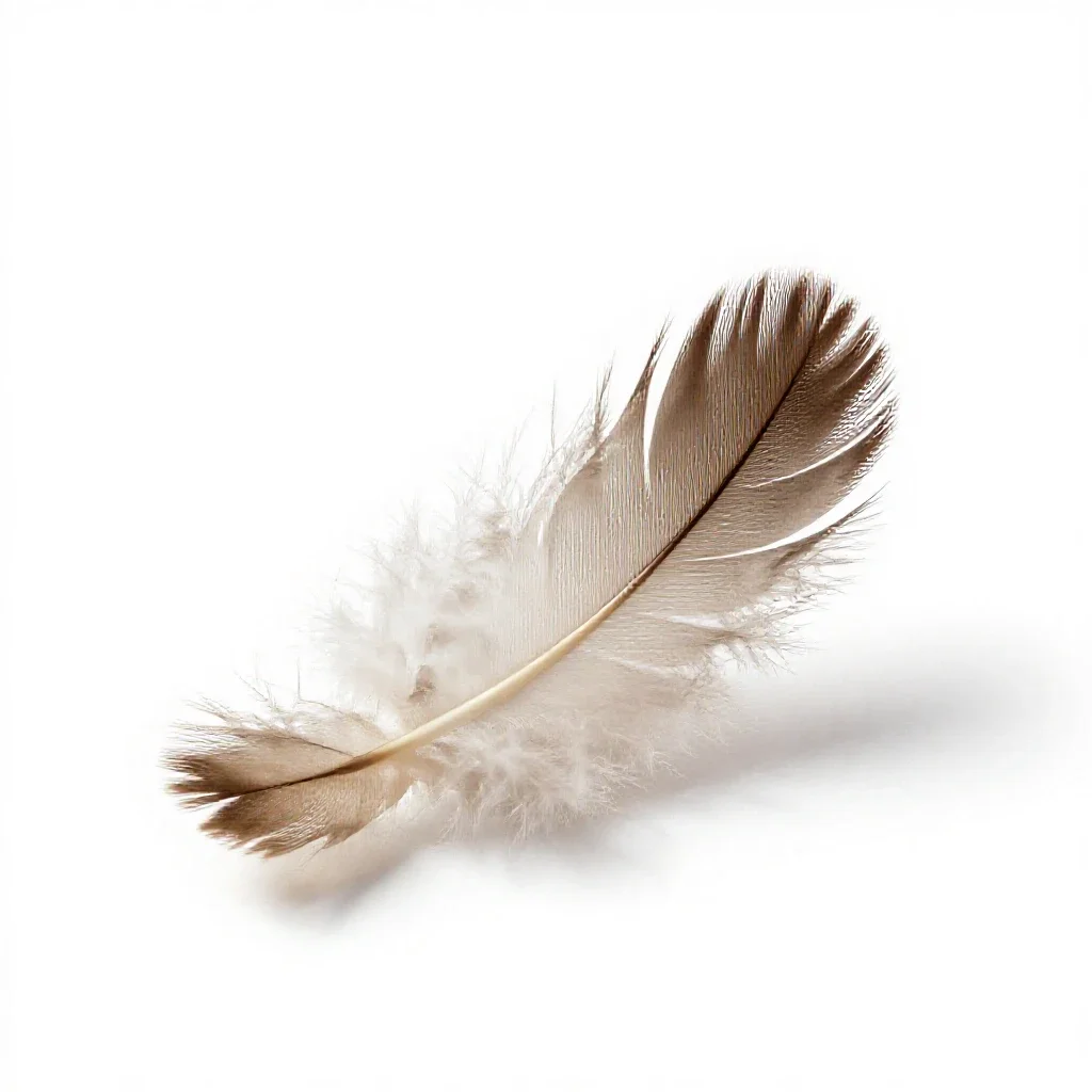 Down isolated on a white background