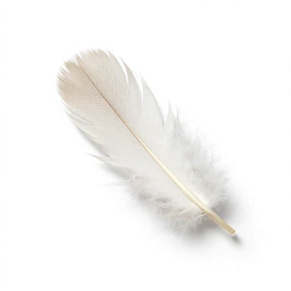 Feather isolated on a white background