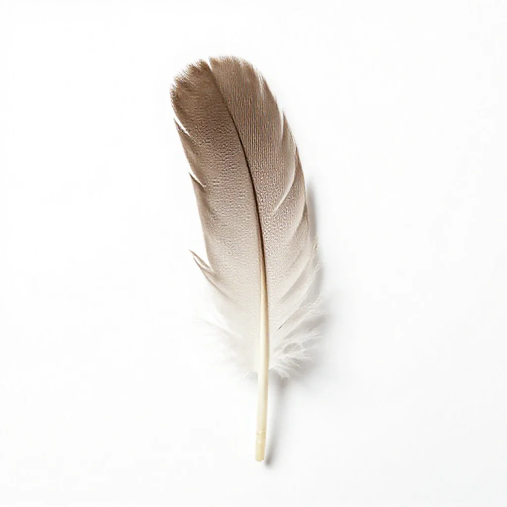 Flight feather isolated on a white background