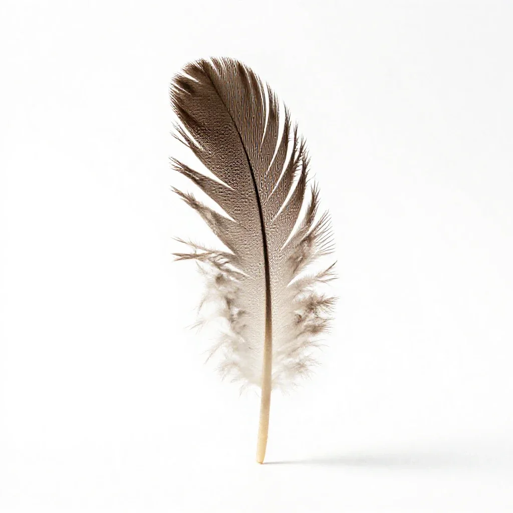 Hackle isolated on a white background