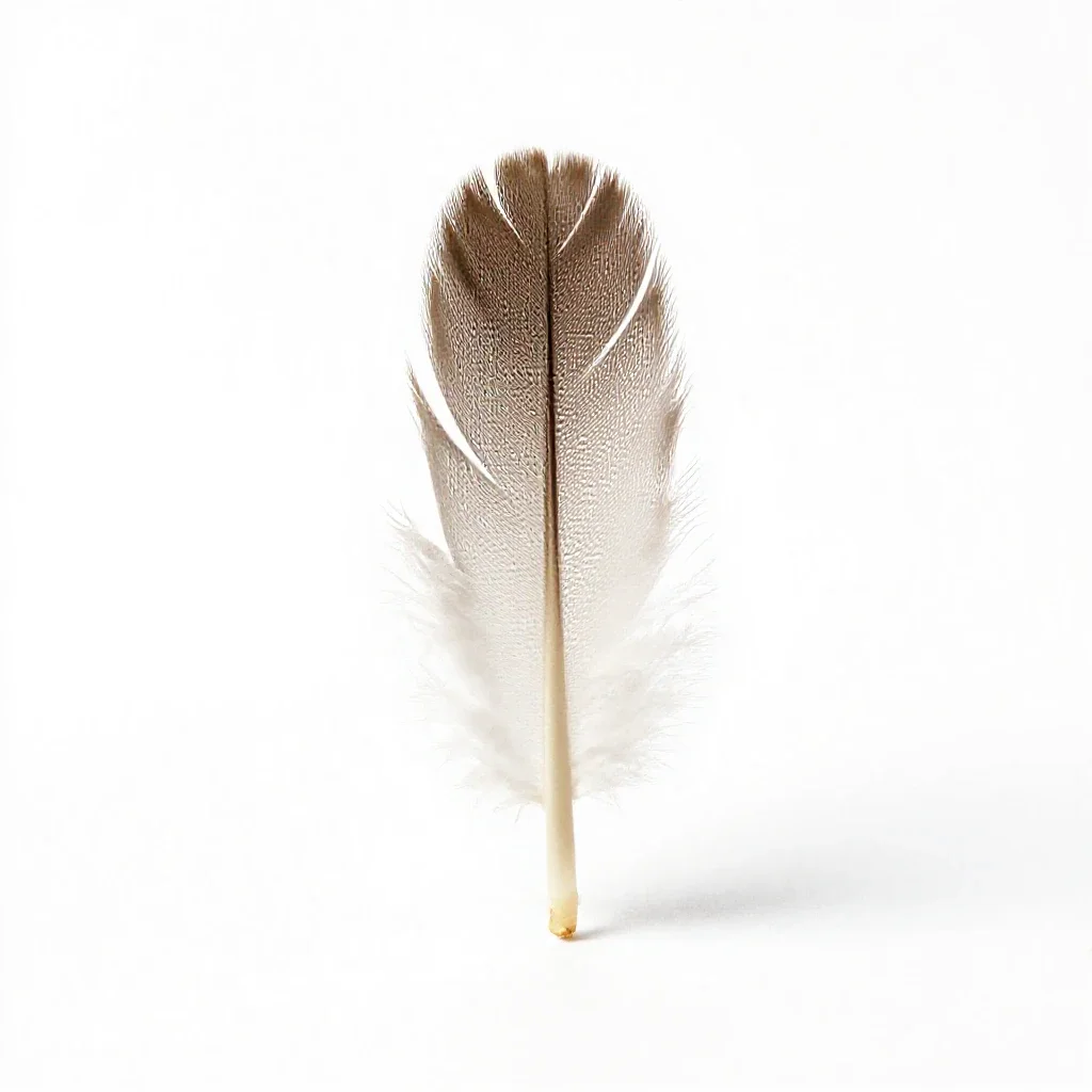 Plumule isolated on a white background