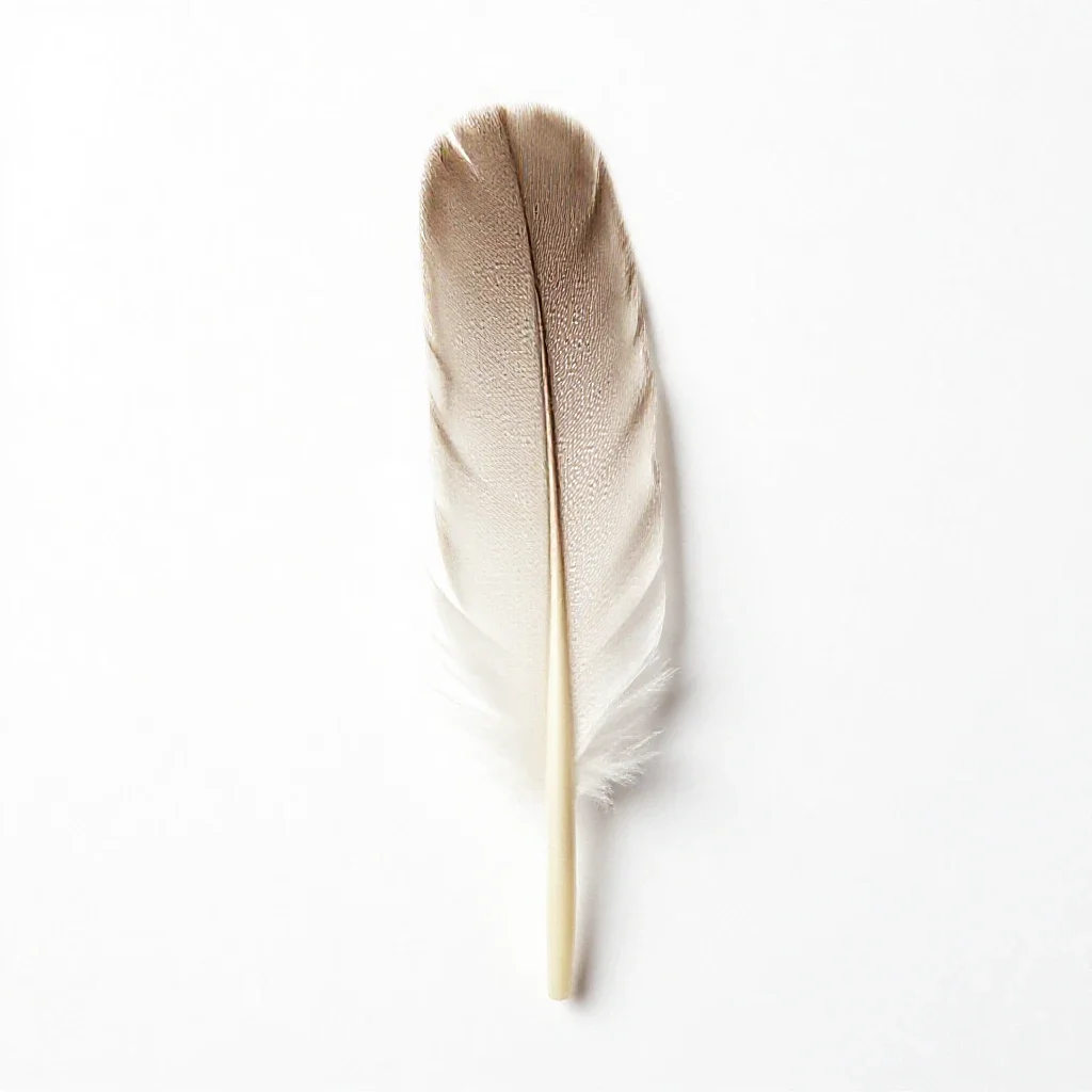 Primary isolated on a white background