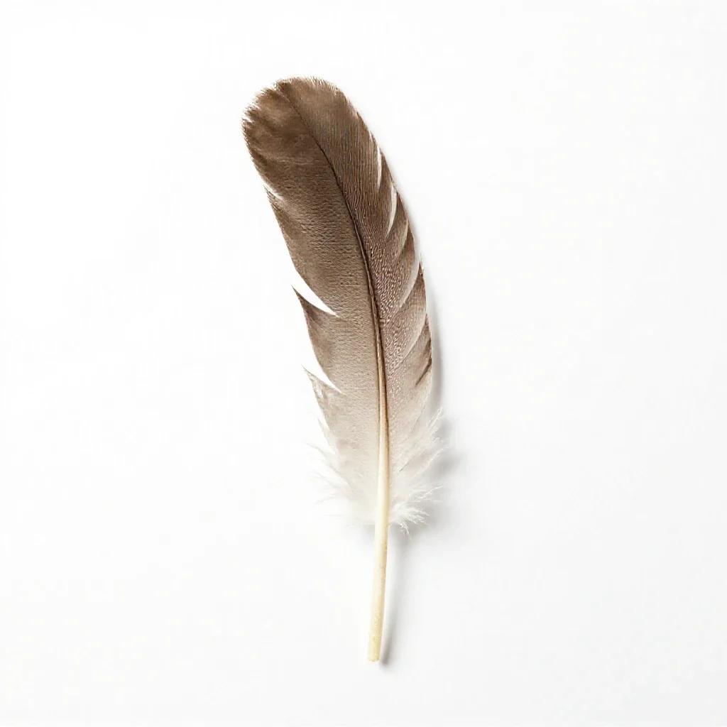 Sickle feather isolated on a white background